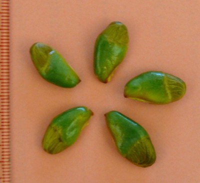 Clausena_lanseium_seeds.jpg