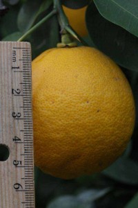 Citrus_ichangensis_IMG_1722.jpg