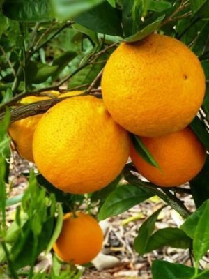 Cara-Cara Pink Navel Orange.jpg