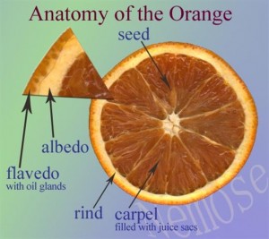 orange-anatomy (Petit).jpg