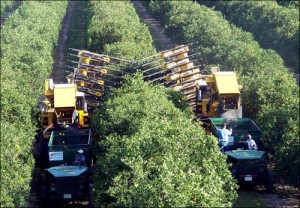 florida_citrus_mechanical_harvesting.jpg