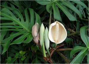 monstera6.jpg