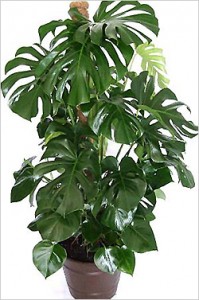 monstera1.jpg