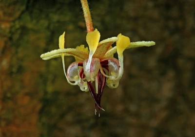 1280px-Theobroma_cacao_flower_01.JPG