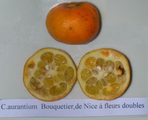 c.aurantiumbouquetierdeniceafleursdoubles2.jpg