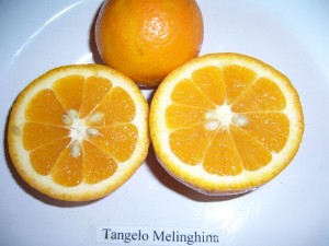 tangelomelinghina06.jpg