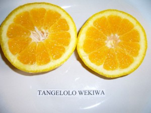 wekiwaplod02.jpg