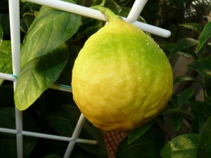 lemon3.jpg