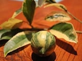 Citrus_meyer_variegata_arnold.jpg