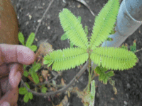 200px-Mimosa_Pudica.gif