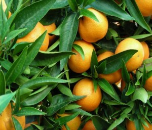 citrus_reticulata_corsica.jpg