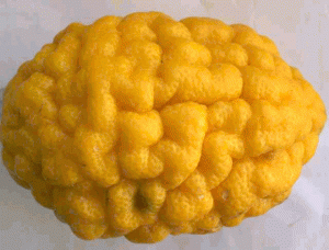 citrus medica cv brain.gif