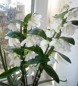 dendrobium Nobile star class white.jpg