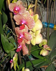 Doritaenopsis Fusheng Sweet Paradise 'Golden Leopard'(Phal. Ching Her Golden x Leopard Prince).jpg