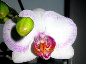 Phalaenopsis per bloem 'Picotee'.jpg