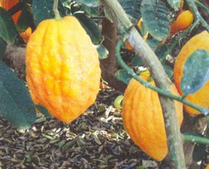 etrog-400.jpg