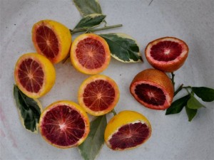 orange Variegato_Moro_c.jpg