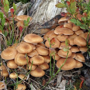 Armillaria mellea.jpg