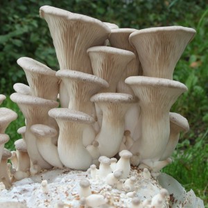 Pleurotus eryngii.jpg