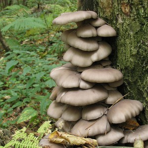 Pleurotus ostreatus.jpg