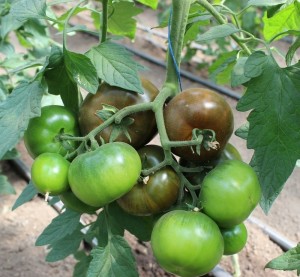 tomat-sasher-f1-yuksel-500-sht.jpg