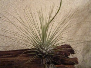 Tillandsia argentea.JPG