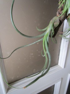 Tillandsia baileyi.JPG