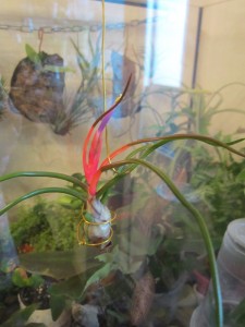 Tillandsia bulbosa _.JPG