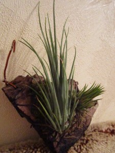 Tillandsia disticha.JPG