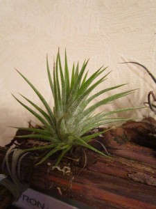 Tillandsia ionantha fuego.JPG