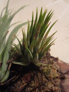 Tillandsia ionantha Haselnuss.JPG