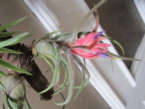 Tillandsia pruinosa.JPG