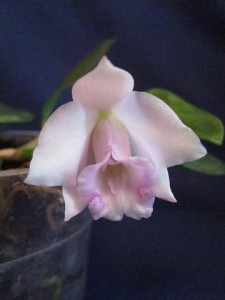 Laelia alaorii 'Colibri' x self.jpg