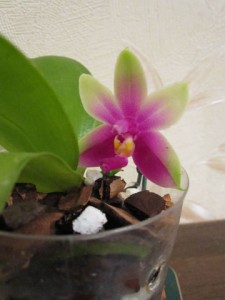 Phal. Coral Isles X P. corningian.jpg