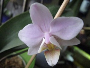 Phal. Rothschildiana.jpg