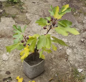 DSCF9523.jpg