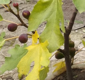 DSCF9524.jpg