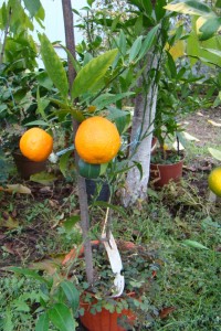 DSC02004.jpg