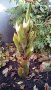 IMG_20161018_54122.jpg