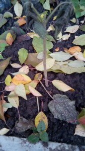 IMG_20161019_1278.jpg