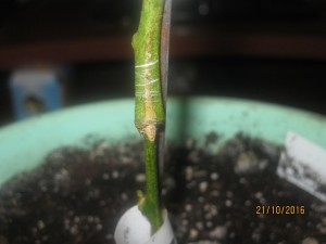 IMG_4640.jpg