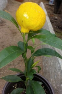 Ventura 2 years old 2.JPG