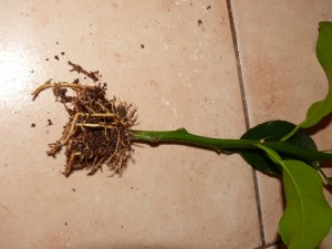 makrophila1.jpg