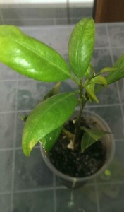IMAG4847_1.jpg