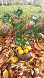 20161106_143430.jpg