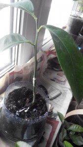 20161117112437~01.jpg