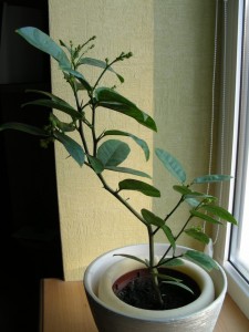 limon1kievskij.jpg