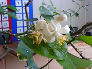 DSC00802.jpg