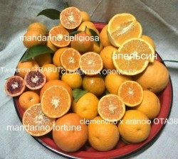 маыаро.jpg