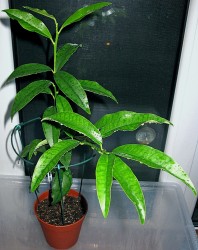 IMG_5190.JPG (18.76 КБ) 5900 просмотров IMG_5190.JPG